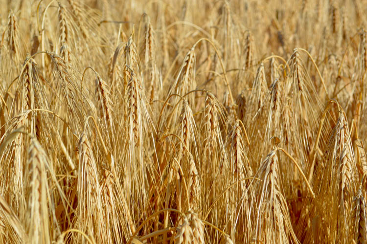 alt_Rezultatele obținute la cultivarea orzului de toamnă „Multie” și schemele de protecție folosite