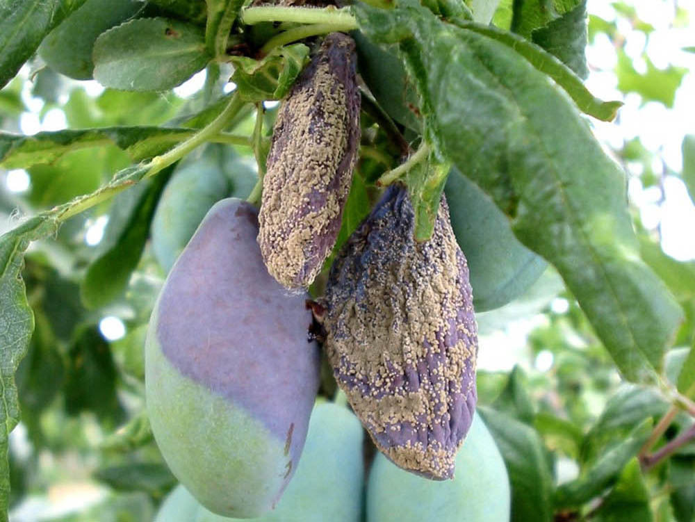 alt_Combaterea bolilor la prun cu ajutorul fungicidului Delan WG