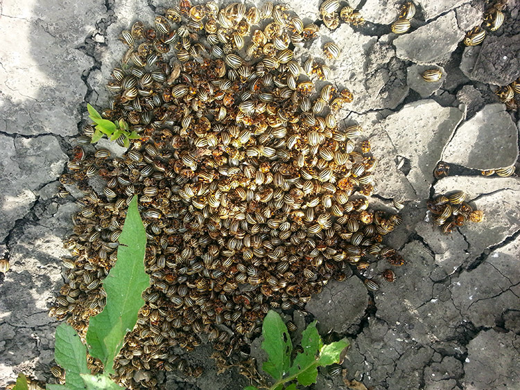 alt_Fotografia zilei – 19 iulie