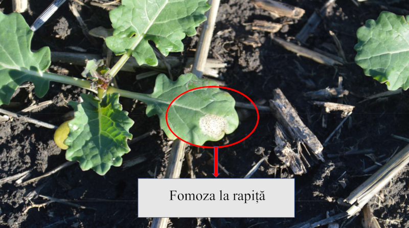 alt_Avertizare fitosanitară – fomoza la rapiță