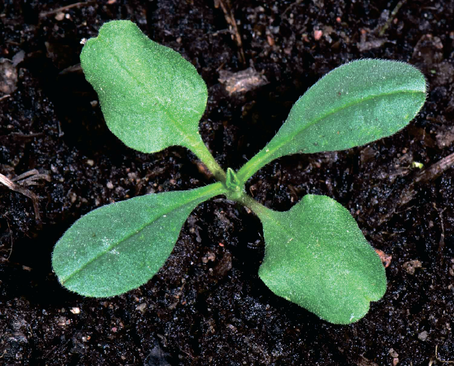 alt_Воробейник полевой / Mărgeluşe