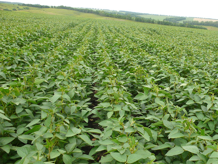 alt_Cum să obţinem o recoltă maximă de soia în condiţiile anului 2017?