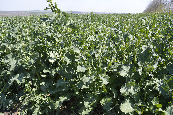 alt_Fotografia zilei – 24 aprilie 2019: rapiță de toamnă – „Agro Panfil” SRL (s. Plop, Dondușeni)