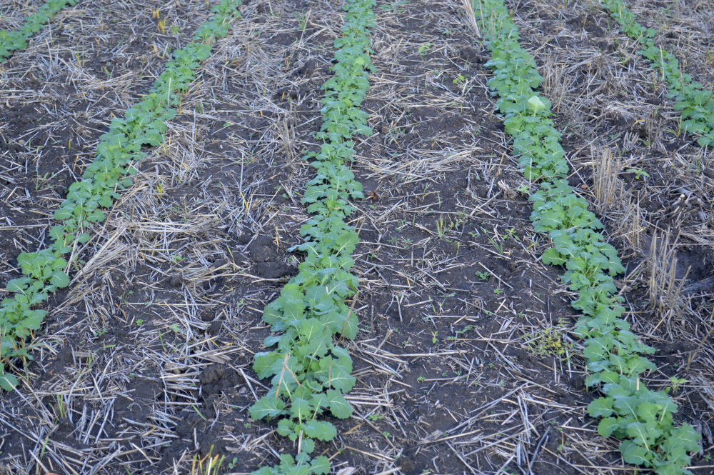 alt_Fotografia zilei - 26 noiembrie 2025: starea rapiței de toamnă InVigor InV1266 CL