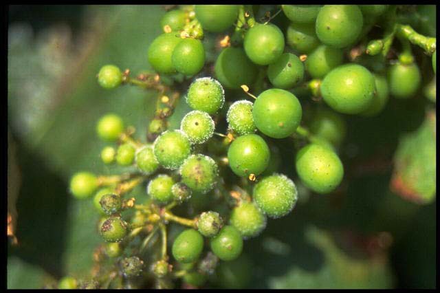 alt_Cum poți preveni și combate mai eficient mana viței de vie