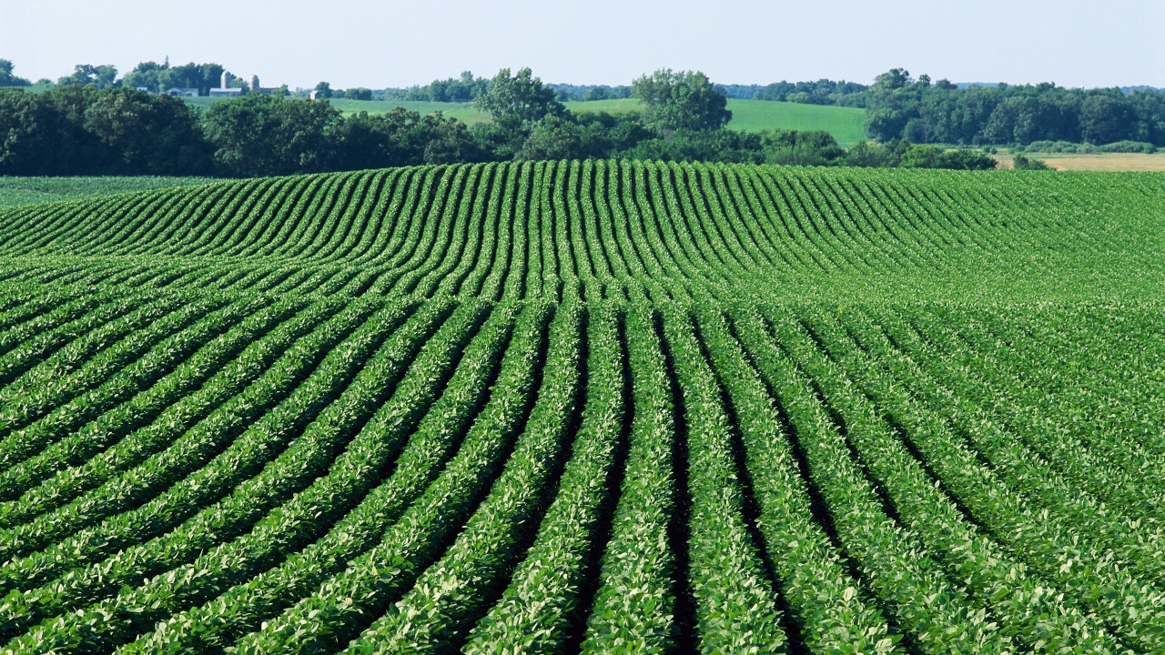 alt_Cum să obţinem o recoltă maximă de soia în condiţiile anului 2016?