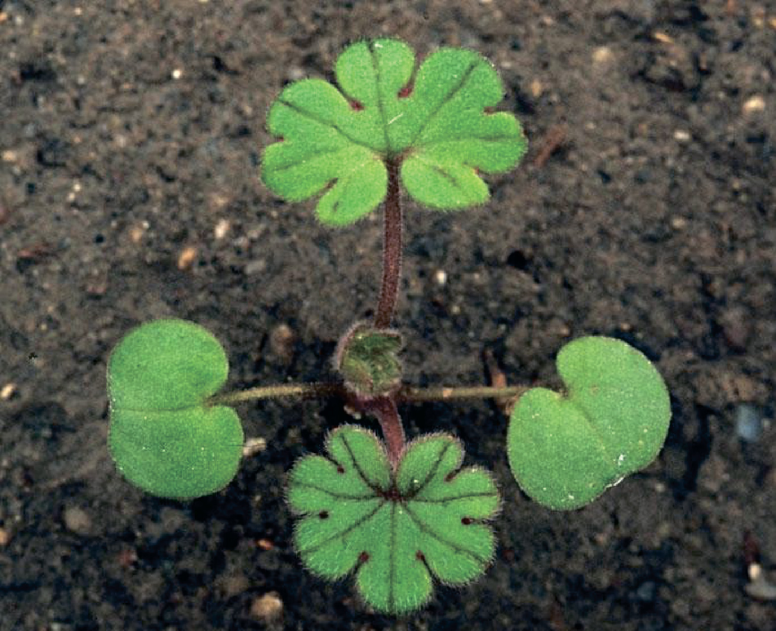 alt_Герань виды / Buchet