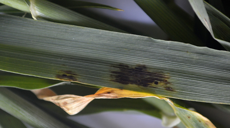 alt_Avertizare fitosanitară de boli la grâu și orz – 1 mai 2020
