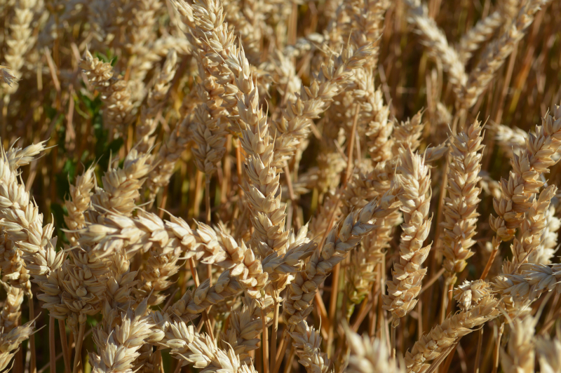 alt_Rezultatele obținute la cultivarea grâului de toamnă „Celebrity” și schema de protecție folosită