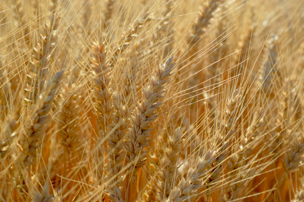 alt_Rezultatele obținute la cultivarea grâului de toamnă „Winner” și schema de protecție folosită