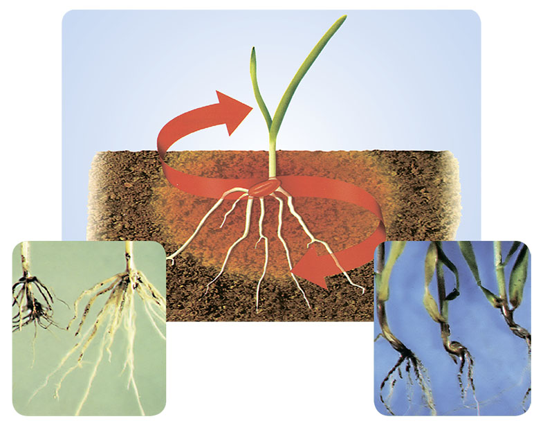 alt_Kinto® Duo - De la rădăcini sănătoase la recolte înalte!