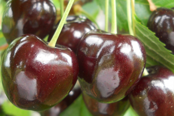 alt_Schema de protecție a cireșului cu produsele BASF