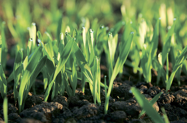 alt_Insure™ Perform - Жизни напор – болезням отпор!