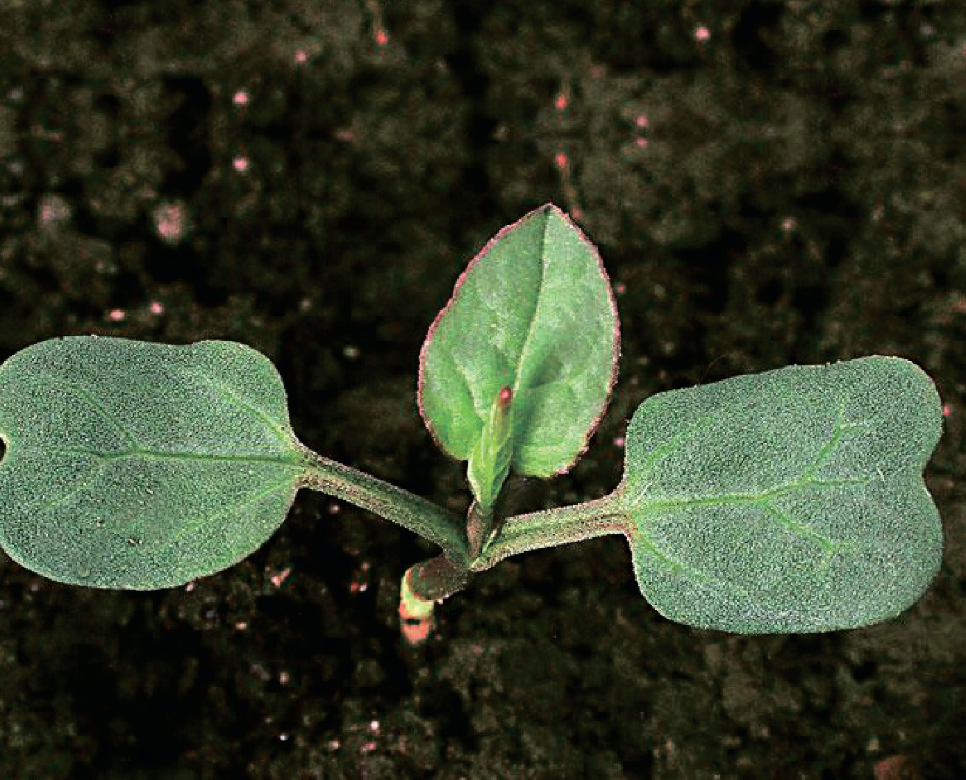 alt_Вьюнок полевой / Volbură