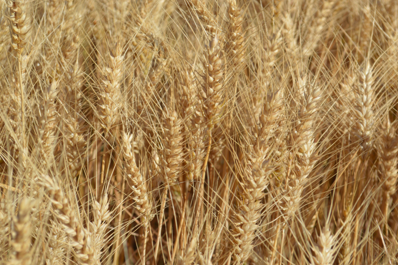 alt_Rezultatele obținute la cultivarea grâului de toamnă „Euclide” și schema de protecție folosită