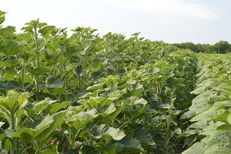 alt_Arhitect – produsul care proiectează recolta de floarea soarelui