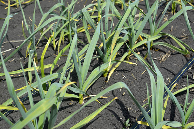 alt_Fotografia zilei – 21 aprilie 2020: usturoi de toamnă