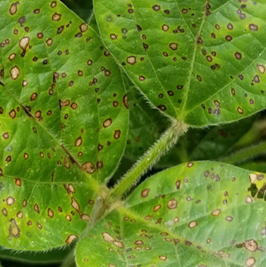 Bolile culturilor agricole