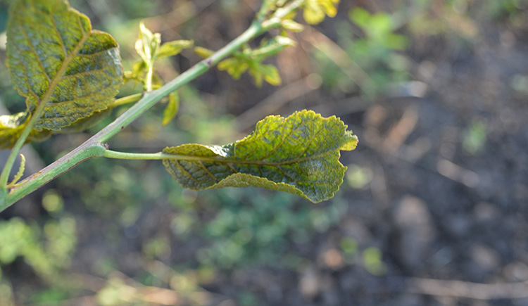 alt_Fotografia zilei - 5 iulie