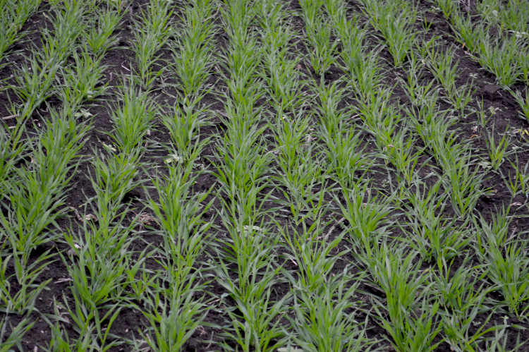 alt_Fotografia zilei - 18 noiembrie 2025: starea orzului de toamnă „Multie”