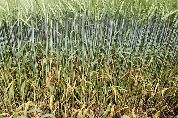 alt_Актуальные рекомендации BASF по яровому ячменю