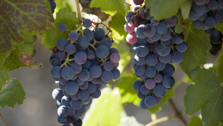 alt_Franța va cheltui 130 de milioane de euro pentru defrișarea plantațiilor de viță de vie, pe fondul supraproducției de vin