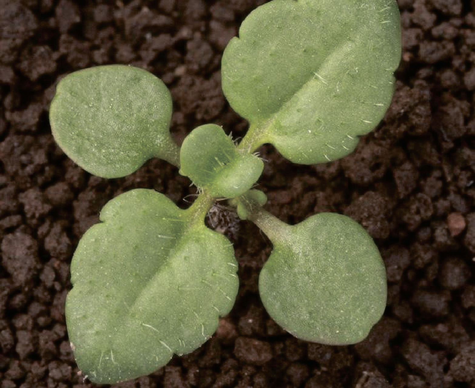 alt_Вероника плющелистная / Şopârliţă