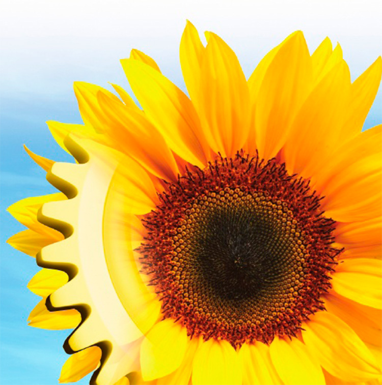 alt_Manual Clearfield pentru floarea-soarelui (I). Caracteristica sistemului Clearfield