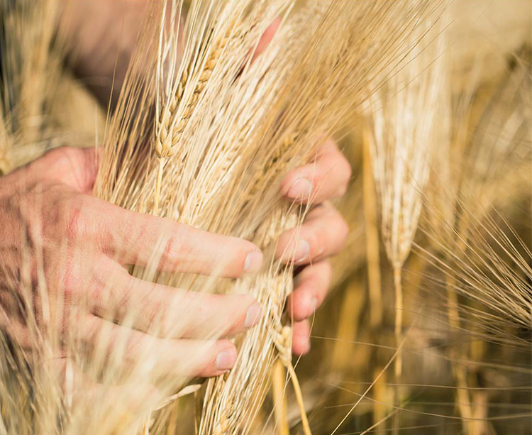 alt_Systiva® раскрывает потенциал производительности ярового ячменя