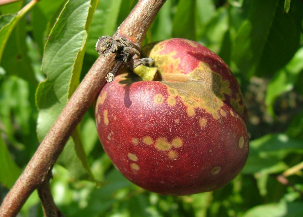 alt_Combaterea bolilor la piersic cu ajutorul fungicidului Delan WG