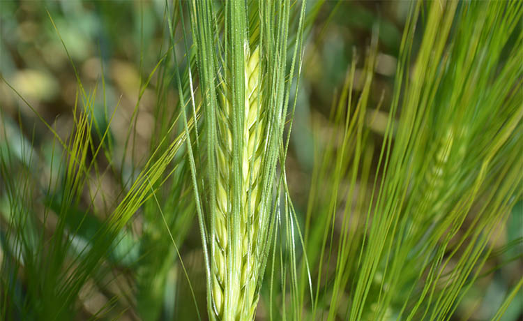 alt_Fotografia zilei – 14 mai 2020: orz de toamnă „MULTIE”