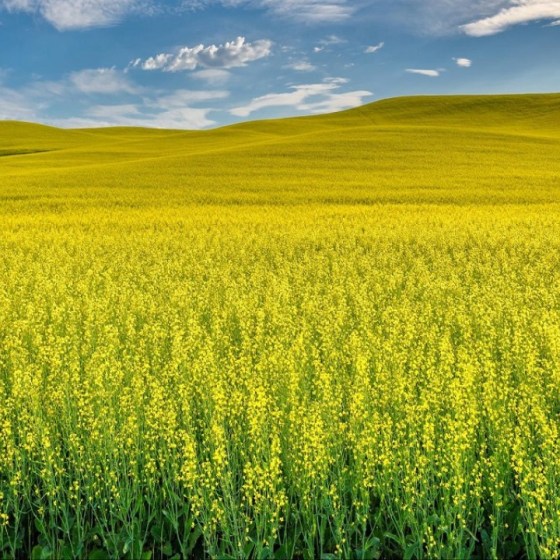 alt_InVigor InV1266 CL - un hibrid Clearfield de rapiță de toamnă, bine adaptat la clima din Republica Moldova // Video