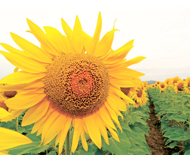 alt_Manual Clearfield pentru floarea-soarelui (III). Principalele buruieni combătute