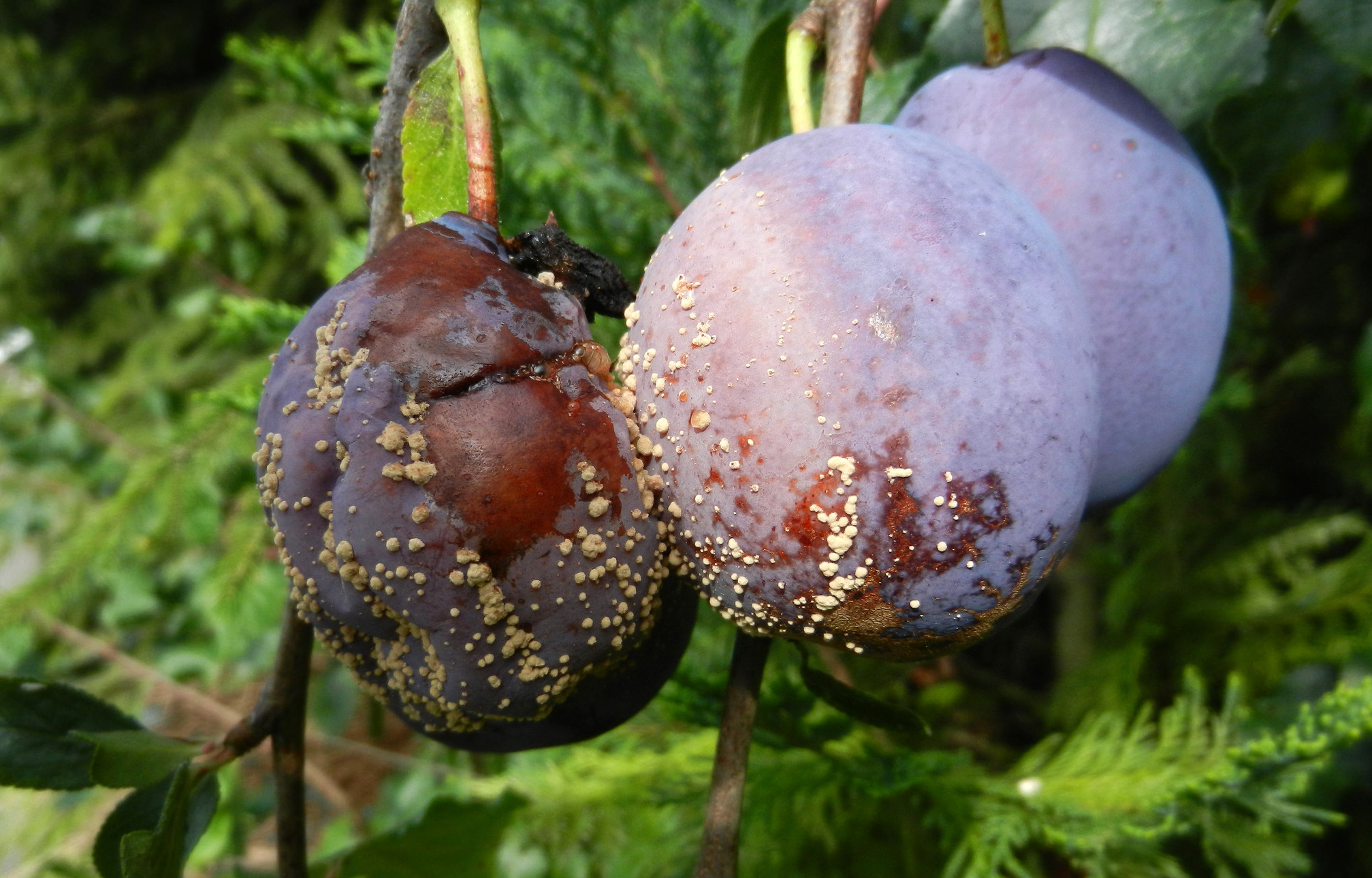 alt_Bolile pomilor. Combaterea moniliozei