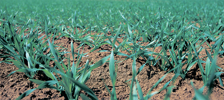 alt_Sistiva® - primul fungicid „foliar” pentru protecţia orzului prin metoda tratării seminţelor cu efect fiziologic AgCelence®!