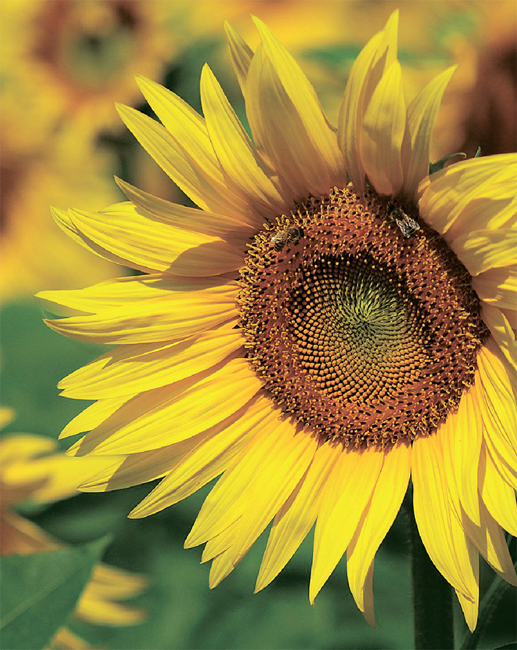 alt_Manual Clearfield pentru floarea-soarelui (II). Erbicidul Pulsar 40