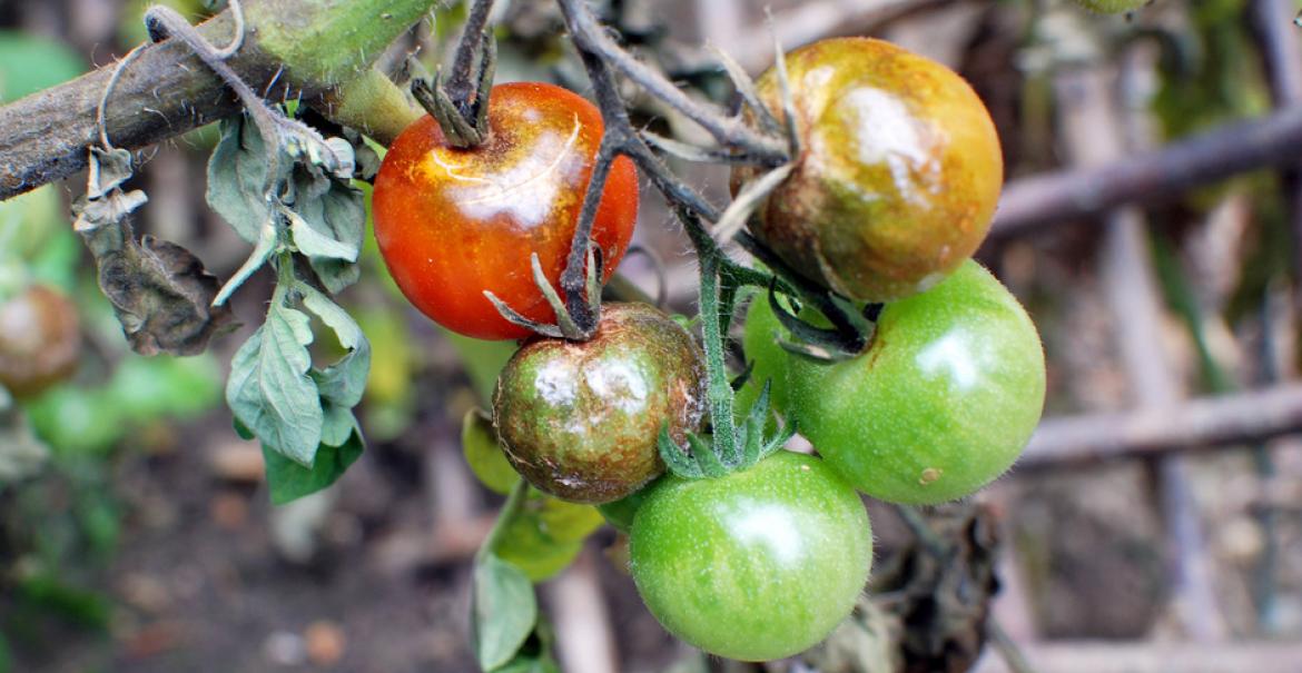 alt_Bolile legumelor. Combaterea manei tomatelor