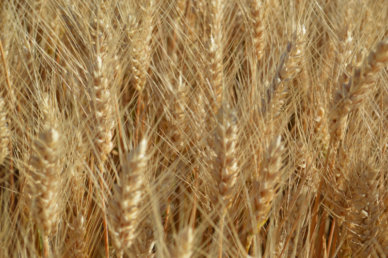 alt_Rezultatele obținute la cultivarea grâului de toamnă „Academy” și schema de protecție folosită