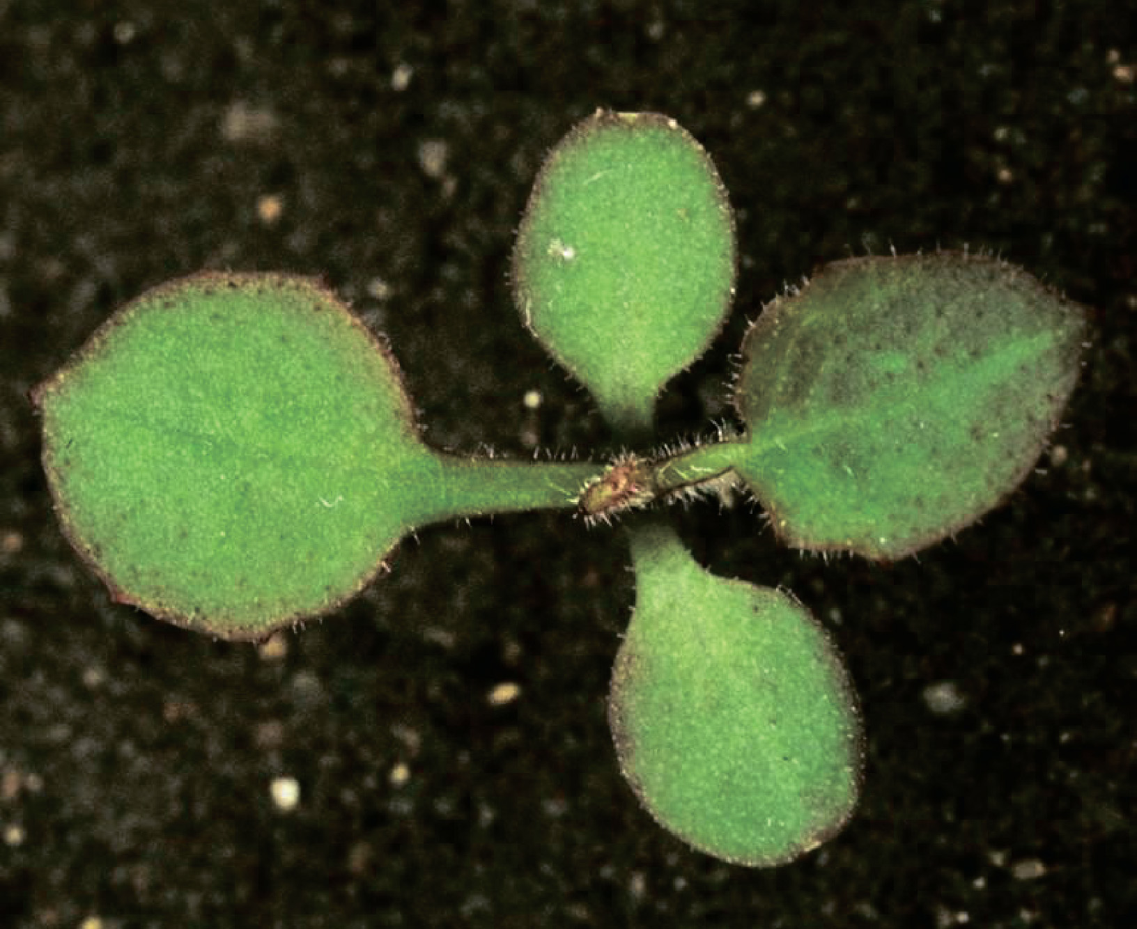 alt_Бородавник обыкновенный / Salata câinelui