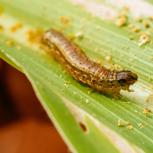 Dăunătorii culturilor agricole
