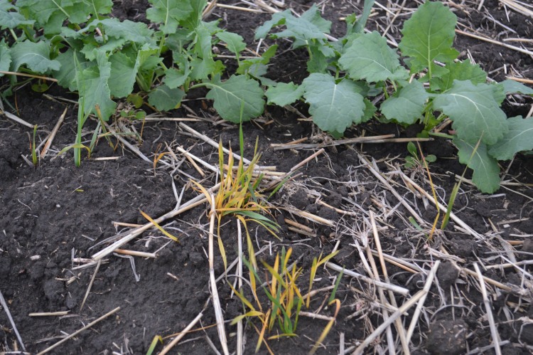 alt_Fotografia zilei – 17 noiembrie 2025: Efectul utilizării erbicidului Stratos Ultra în combaterea samulastrei de cereale