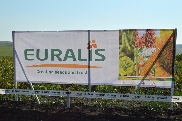 alt_Starea culturilor de porumb și floarea-soarelui în centrul țării. Reportaj foto