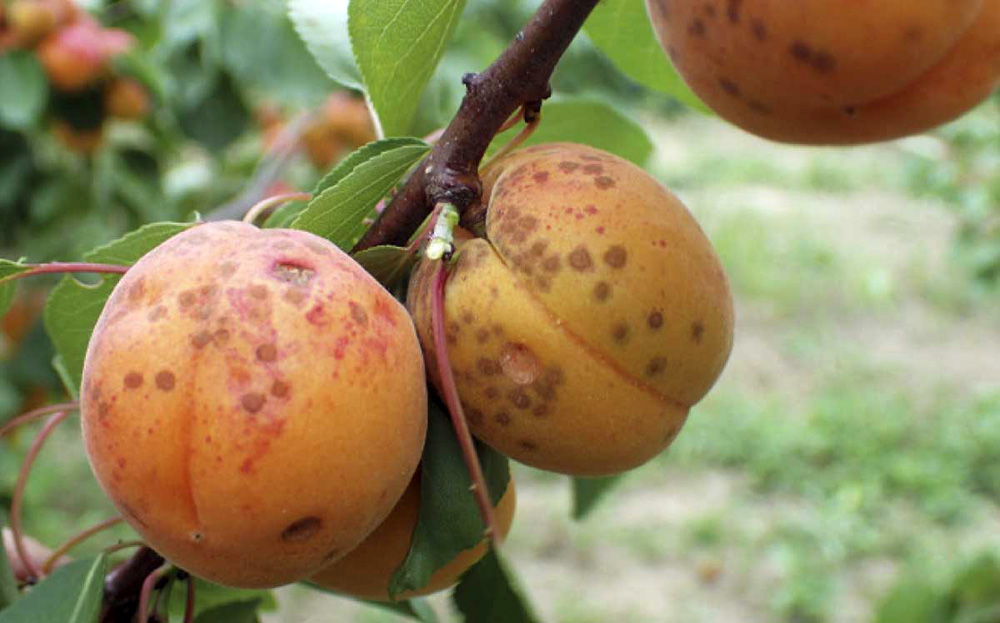 alt_Combaterea bolilor la cais cu ajutorul fungicidului Delan WG