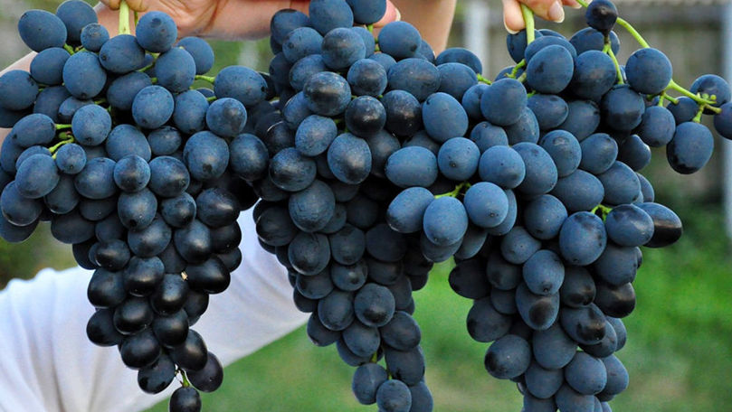 alt_Exportul strugurilor de masă: ce cantitate s-a exportat și la ce preț?