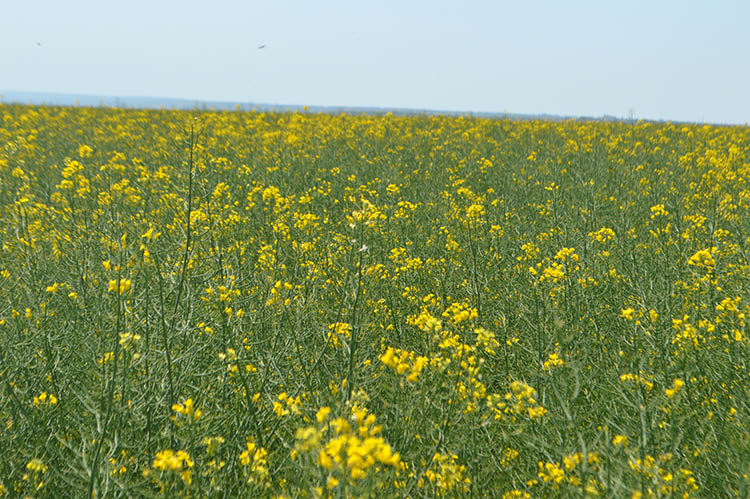 alt_Fotografia zilei – 15 mai 2020: starea rapiței de toamnă