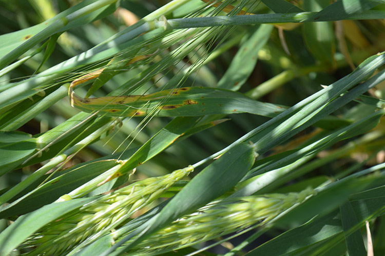 alt_Avertizare fitosanitară de boli la grâu și orz – 16 mai 2020